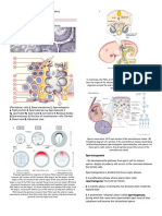 Developmental Biology Notes 3