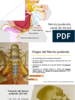 Nervio Pudendo Anatomia