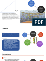 Matriz Extracelular