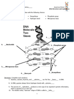 DNA Strucuture and Replication worksheet (short)