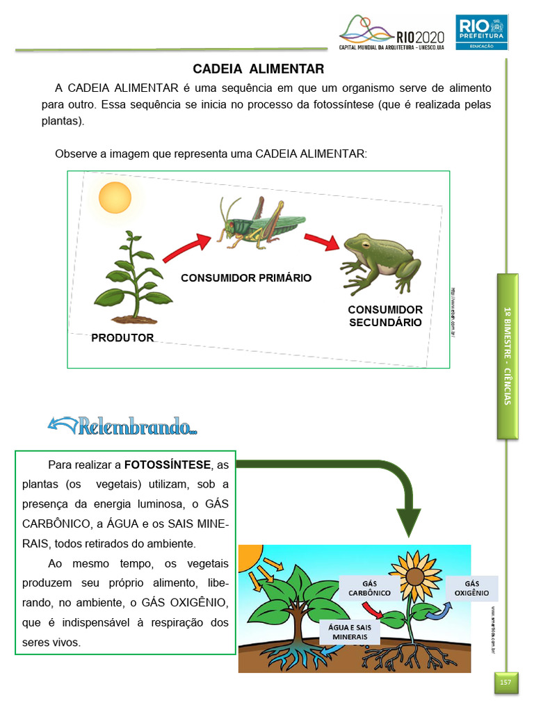 Cadeia Alimentar Texto e Atividades | PDF | Plantas | Biologia, image size:768x1024
