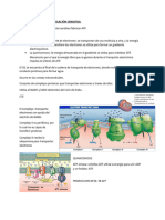 Fosforilacion Oxidativa