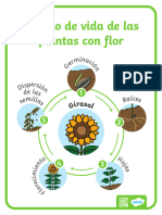 CL CN 1687474902 Poster El Ciclo Vital de Las Plantas Con Flor - Ver - 3