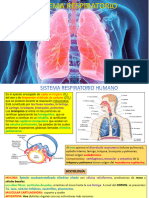 Respiartorio, Endocrino y Contamianción Del Agua