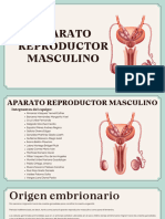 Aparato Reproductor Masculino