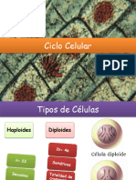 Ciclo Celular