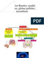 Ganglios Basales, Caudal,