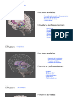 Biologia Cerebro