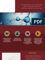 Lipólisis y Lipogénesis - Segunda Clase