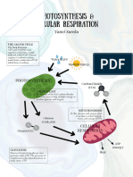 Photosynthesis & Cellular Respiration