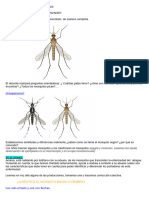 secuencia de dengue (1)