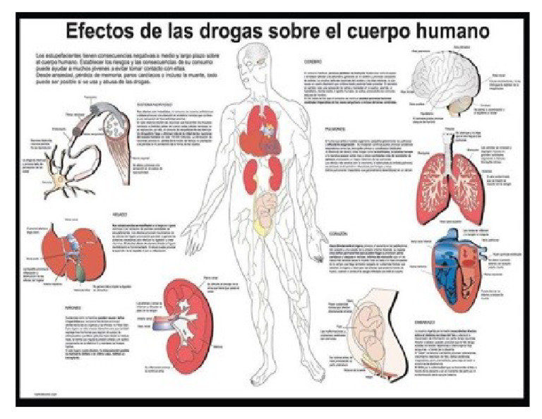 efectos de la droga en el cuerpo | PDF