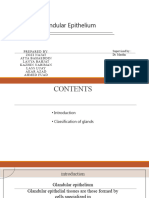 Glandular Epithelium