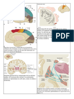 NEURO NORMAL de Neurologia Victor Imagenes