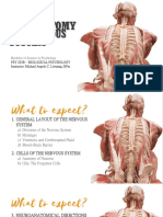 CHAPTER 3 PART a - Anatomy of the Nervous System (1)