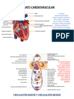 Aparato Cardiovascular