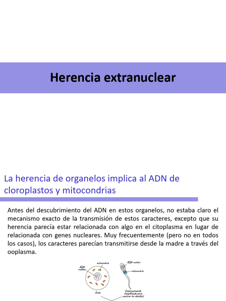Herencia Extranuclear: Cloroplastos y Mitocondrias | PDF | Dominancia ...