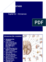Anatomie III - Neuroanatomie