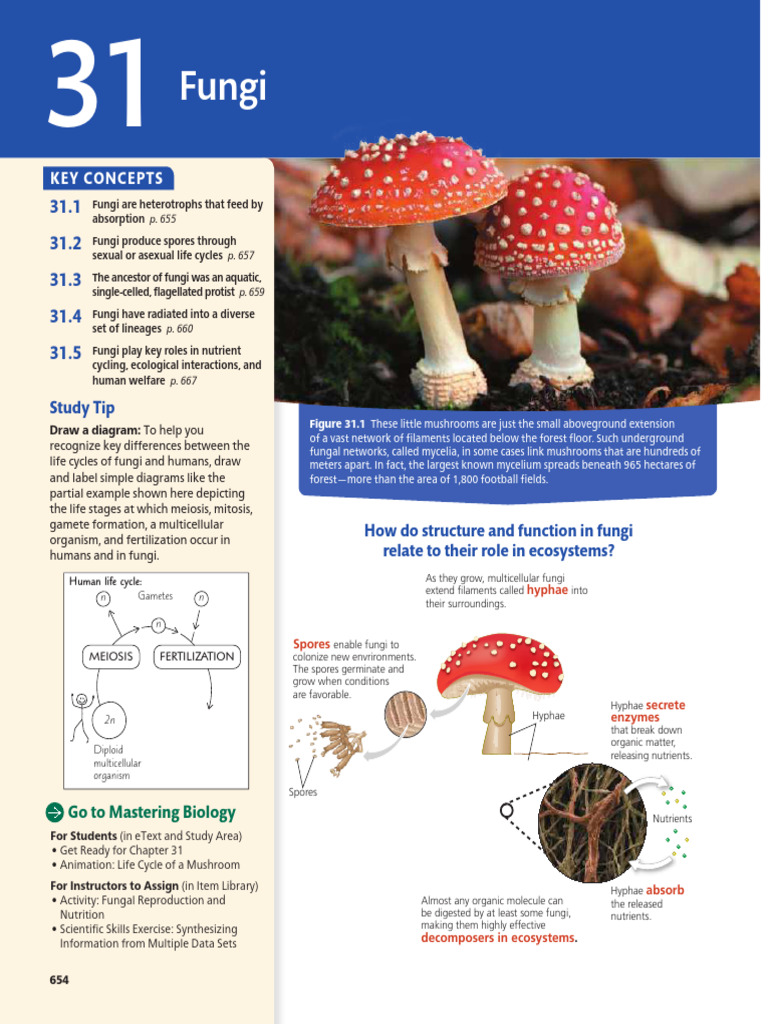 Fungal Structure and Nutrition Overview | PDF | Fungus | Sexual ...