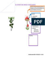 Mapa Mental - Reinos Fungi y Plantae