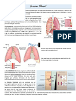 Derrame Pleural