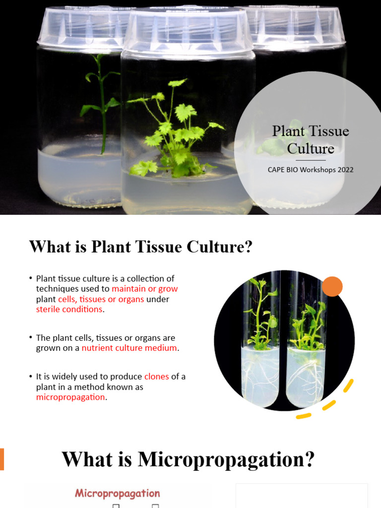 Plant Tissue Culture Techniques Explained | PDF | Biology | Botany