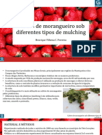 Cultivo de Morangueiro Sob Diferentes Tipos de Mulching