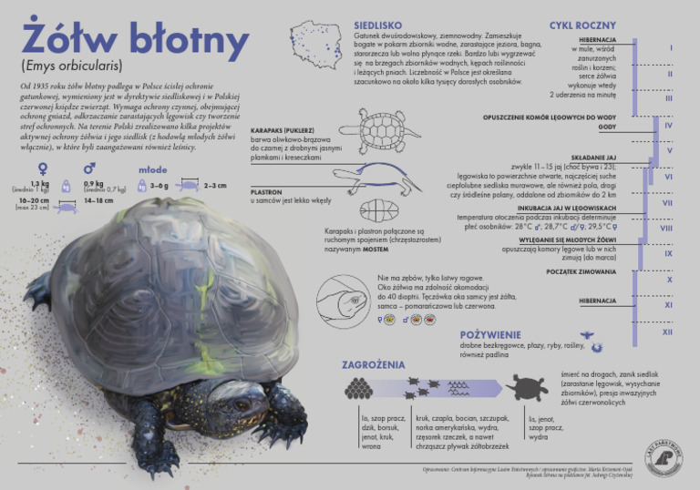 Zolw Blotny Wersja Do Druku | PDF