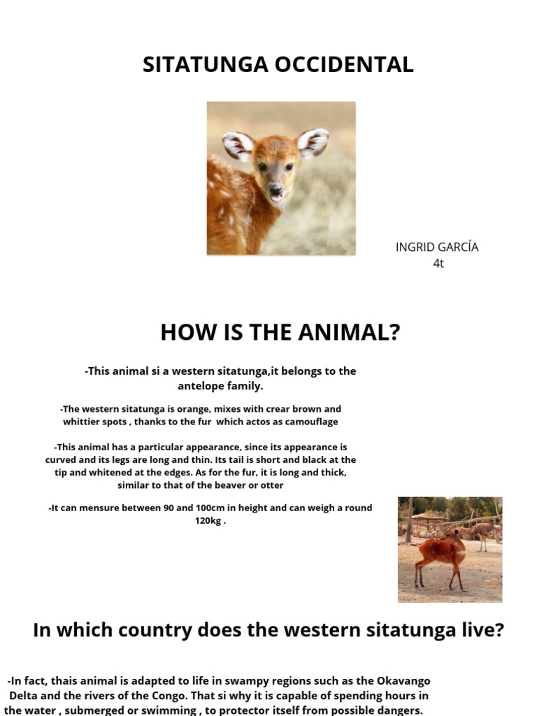 Western Sitatunga: Endangered Antelope Facts | PDF | Home & Garden