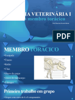 Anatomia I Aula 3 Universo 2024