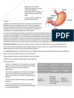 clase 2- ESTOMAGO