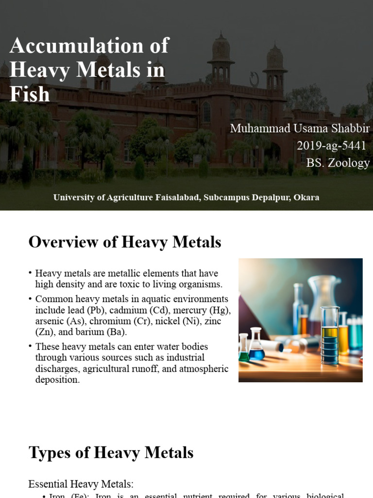 Accumulation of Heavy Metals in Fish | Download Free PDF | Chromium ...