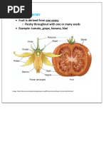 Fruit and Flowers Development