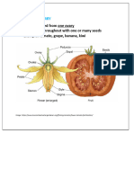 Fruit and Flowers Development