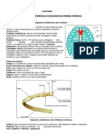 4 Anatomia Vertebras