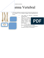 Columna Vertebral. Traumatologia