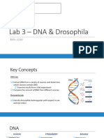 BIOL 1210 Lab 3 - DNA & Drosophila