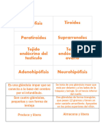 Sistema Endócrino.