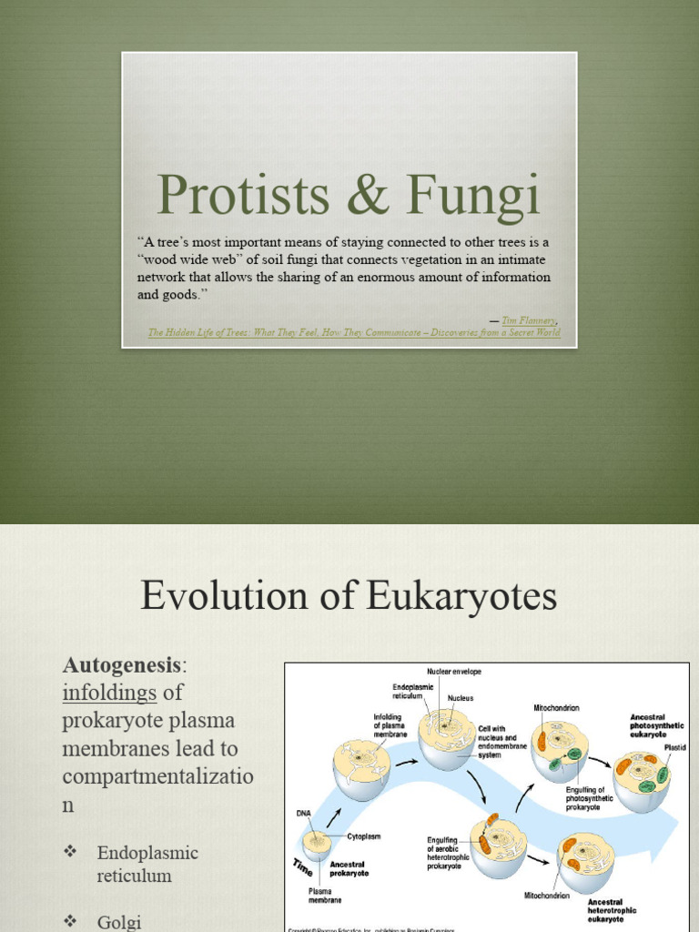 Lec+12-+Protists+and+Fungi | PDF | Eukaryotes | Cell (Biology)
