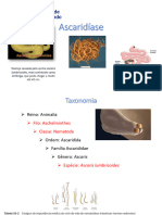 Ascaridíase e Ancilostomíase