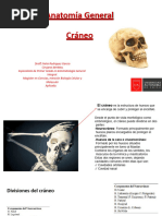 Puntos Craneométricos y su Clasificación | PDF | Cráneo | Anatomía