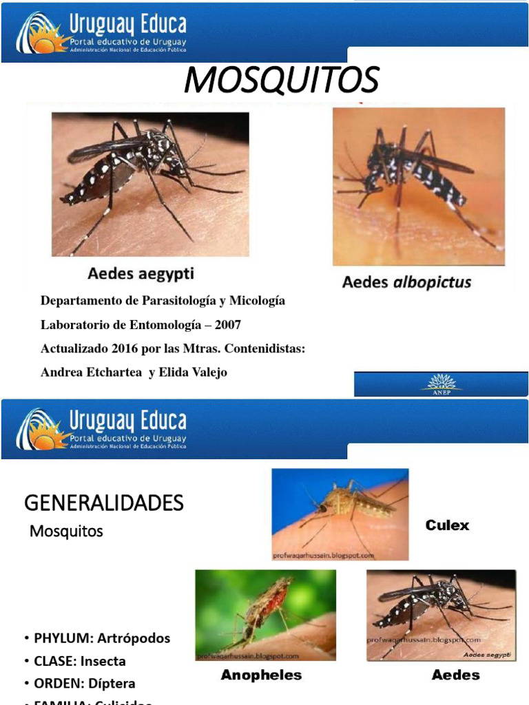 Mosquitos: Biología y Control de Aedes | PDF | Aedes aegypti | Mosquito