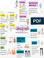 CABEZA Y CUELLO 