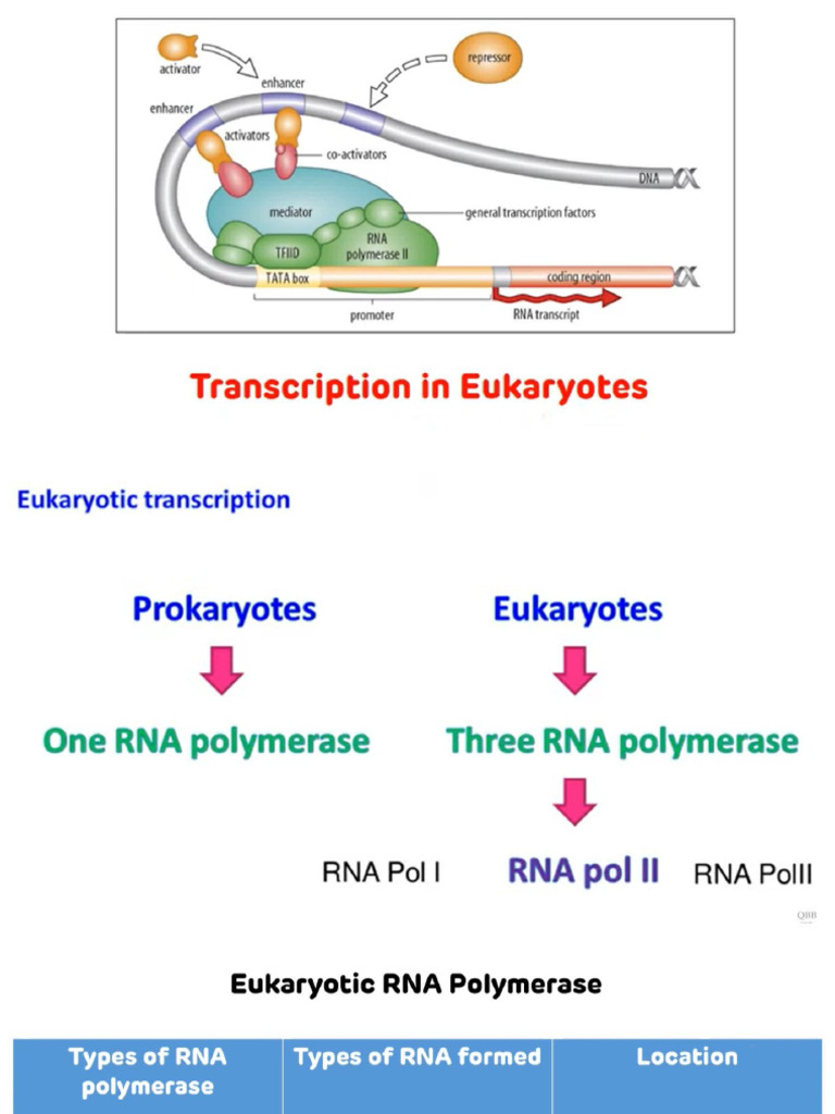 RNA Polymerase II and Transcription Factors | PDF | Promoter (Genetics ...
