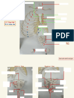 NL Parts of the Skeletal System