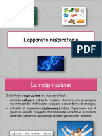 - apparato respiratorio e cardiovascolare