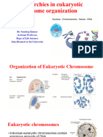 Eukaryotic Genome Organization Notes
