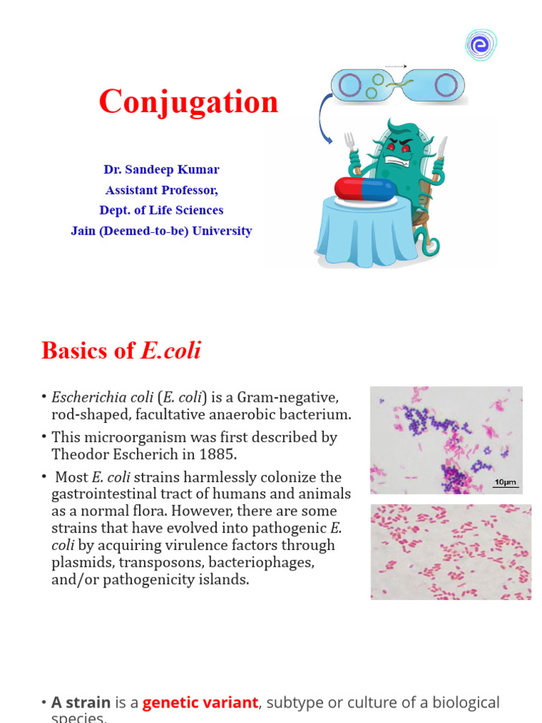 Conjugation | PDF | Escherichia Coli | Bacteria