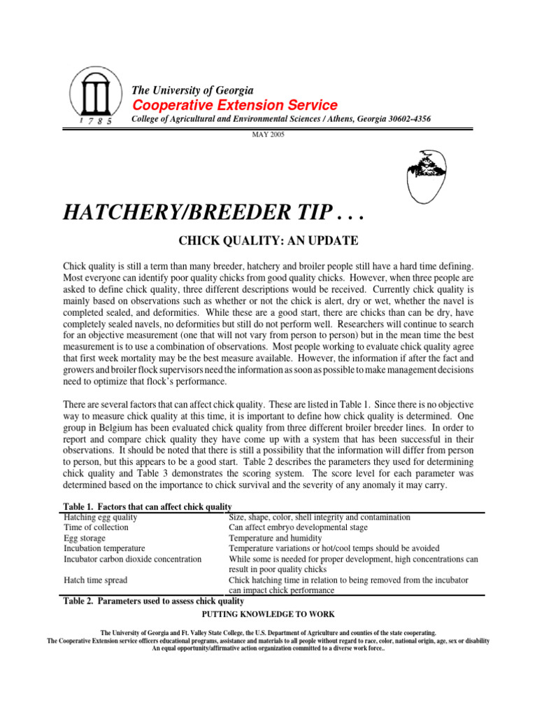 Chick Quality Assessment Guide | PDF | Chicken | Egg