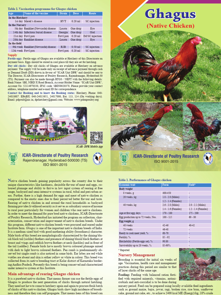 Ghagus Chicken Breed Overview and Care | PDF | Chicken | Birds